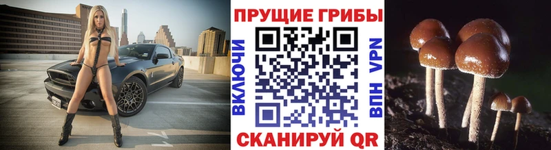 сколько стоит  Озёры  Псилоцибиновые грибы мухоморы 